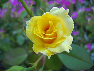 Image showing Yellow Rose