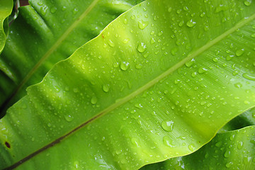 Image showing Green Leaf