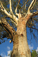 Image showing Large Gum Tree