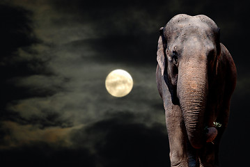 Image showing Elephant in Night