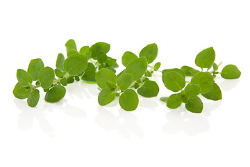 Image showing Oregano Herb Leaves