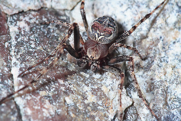 Image showing Spider