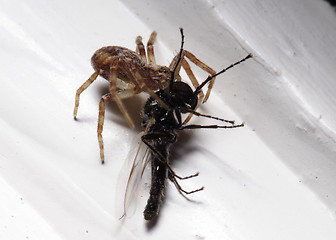 Image showing eating