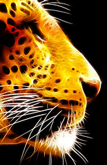Image showing Neon Isolated Close-up Leopard Face Side View