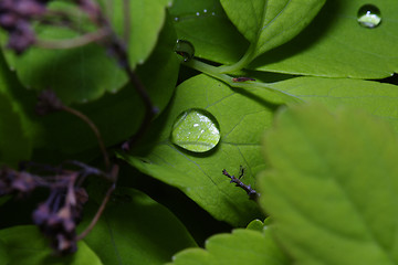 Image showing Leafs