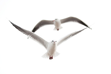 Image showing seagulls