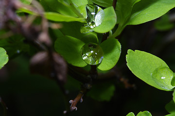 Image showing drops