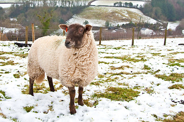 Image showing sheep