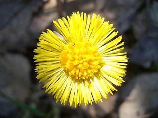 Image showing Colt's-foot