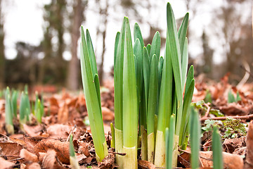Image showing daffodil shoots