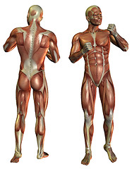 Image showing Muscle Man in the fighters pose