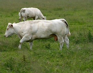 Image showing cow