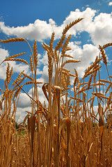 Image showing Wheat field