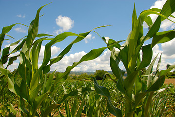 Image showing Corn field