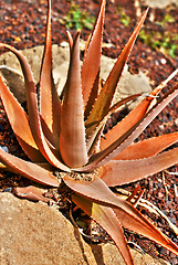 Image showing Aloe