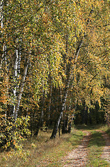 Image showing autumn birch trees