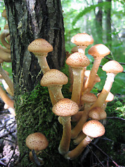 Image showing honey mushrooms growing at tree