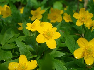 Image showing Yellow Anemone