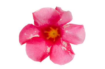 Image showing Pink flowering Mandevilla