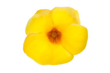 Image showing Yellow flowering Mandevilla