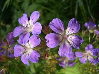 Image showing Wood Crane's-bill