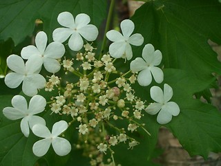 Image showing Guelder-rose