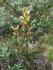 Image showing Mountain Pedicularis