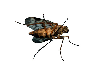 Image showing fly