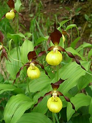 Image showing Lady's Slipper