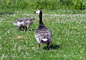 Image showing duck with large ducklings