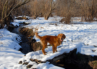 Image showing Dog on snowy bridge