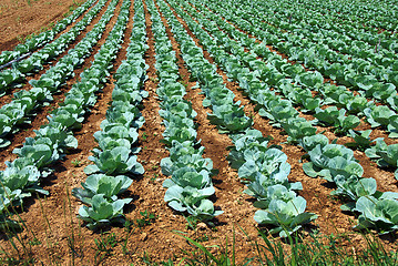 Image showing Cabbage field