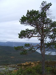 Image showing Tree on mountain