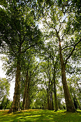 Image showing Tall trees