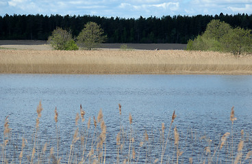 Image showing Lake with rush