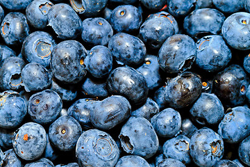 Image showing Blueberry bunch