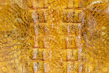 Image showing Alligator skin