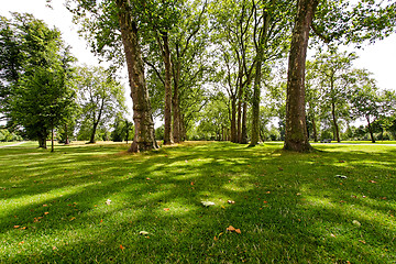 Image showing Sunny woods