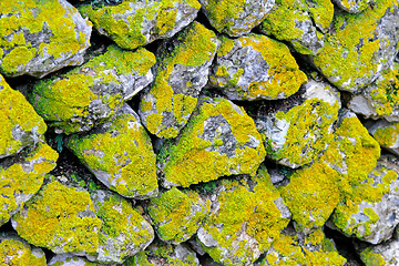 Image showing Moss wall