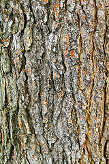 Image showing Tree bark