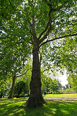 Image showing Tree