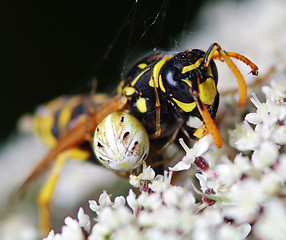 Image showing Spider kills a wasp