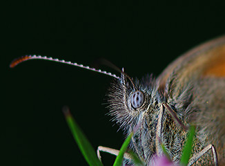 Image showing The eye of a butterfly 