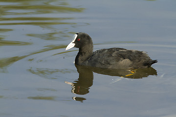 Image showing Common Coot. 