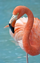 Image showing Pink Flamingo.