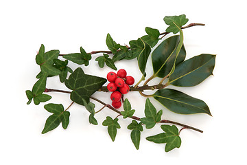 Image showing Holly and Ivy 