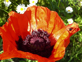 Image showing Blooming poppy