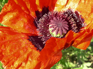 Image showing Orange poppy