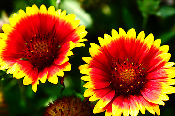 Image showing Red and orange flower