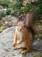 Image showing Squirrel